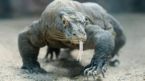 <p>What are the main features of reptiles?</p>