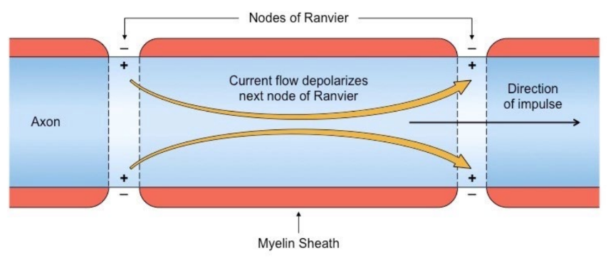 * Some neurons are covered in a fatty, white, insulating substance called myelin 
* This layer increases the speed of nerve impulse transmission by saltatory conduction 
* Along unmyelinated neurons, action potentials propagate sequentially along the axon in a continuous wave of depolarisation 
* In myelinated neurons, the action potentials ‘hop' between the gaps in the myelin sheath called the nodes of Ranvier 
* This results in an increase in the speed of electrical conduction by a factor of up to 100-fold