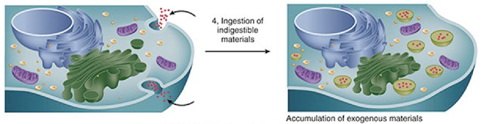 <p>an inability to degrade phagocytosed particles such as coal dust </p>