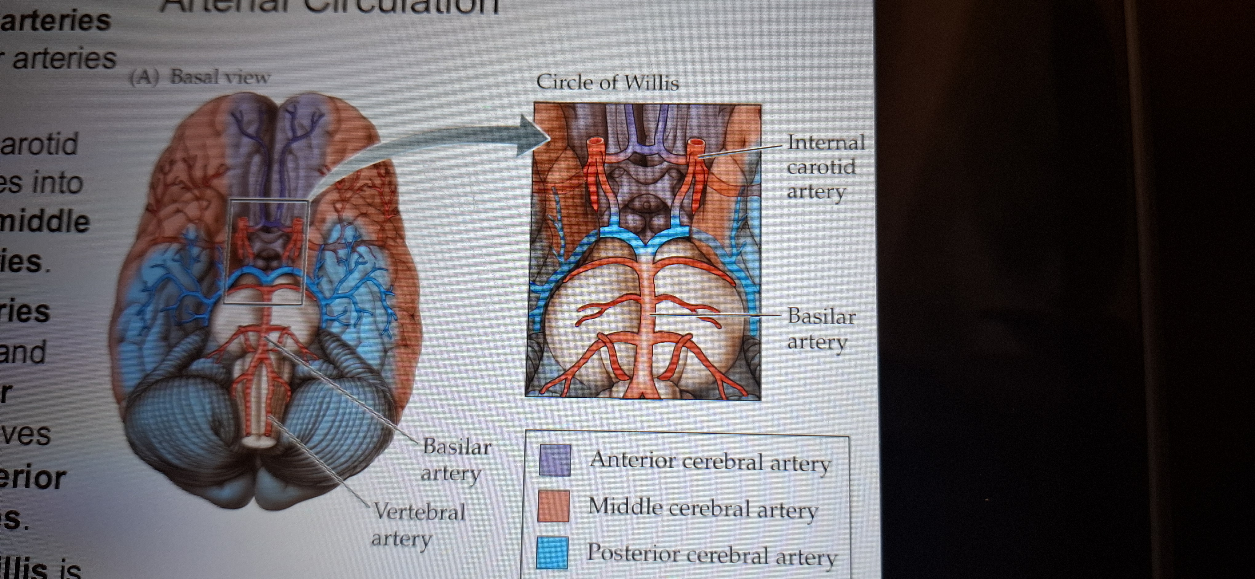 <p>Carotid arteries are the major arteries to the brain.</p><p class="has-focus">The internal carotid artery branches into anterior and middle cerebral arteries.</p><p class="has-focus">Vertebral arteries enter the skull and form the basilar artery,which gives rise to the posterior cerebral arteries.</p><p class="has-focus"></p>