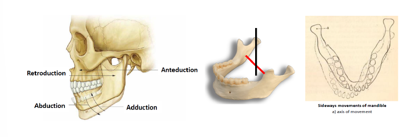 <ul><li><p>The axis of movement is a transverse line between the manibulae foramina.</p></li><li><p>Therefore, opening and closing of the mouth which is the abduction and adduction of the mandible is a combined movement during which:</p><ul><li><p>In the first stage, the mandibular base moves inferiorly (depression during opening) or superiorly (elevation during closing).</p></li><li><p>In the second stage, the downward movement of the jaw is followed by the forward movement of the mandibular head onto the articular tubercle.</p></li><li><p>Coversely, during closing, the backward movement of the mandibular head into the mandibular fossanand this is followed by elevation.</p></li><li><p>This movement can also be performed with bothe open and closed jaws.</p></li></ul></li></ul><p></p><p>Note: Anteduction is the same as protrusion/protraction</p><p>Retroduction is the same as retrusion/retraction</p><p></p>