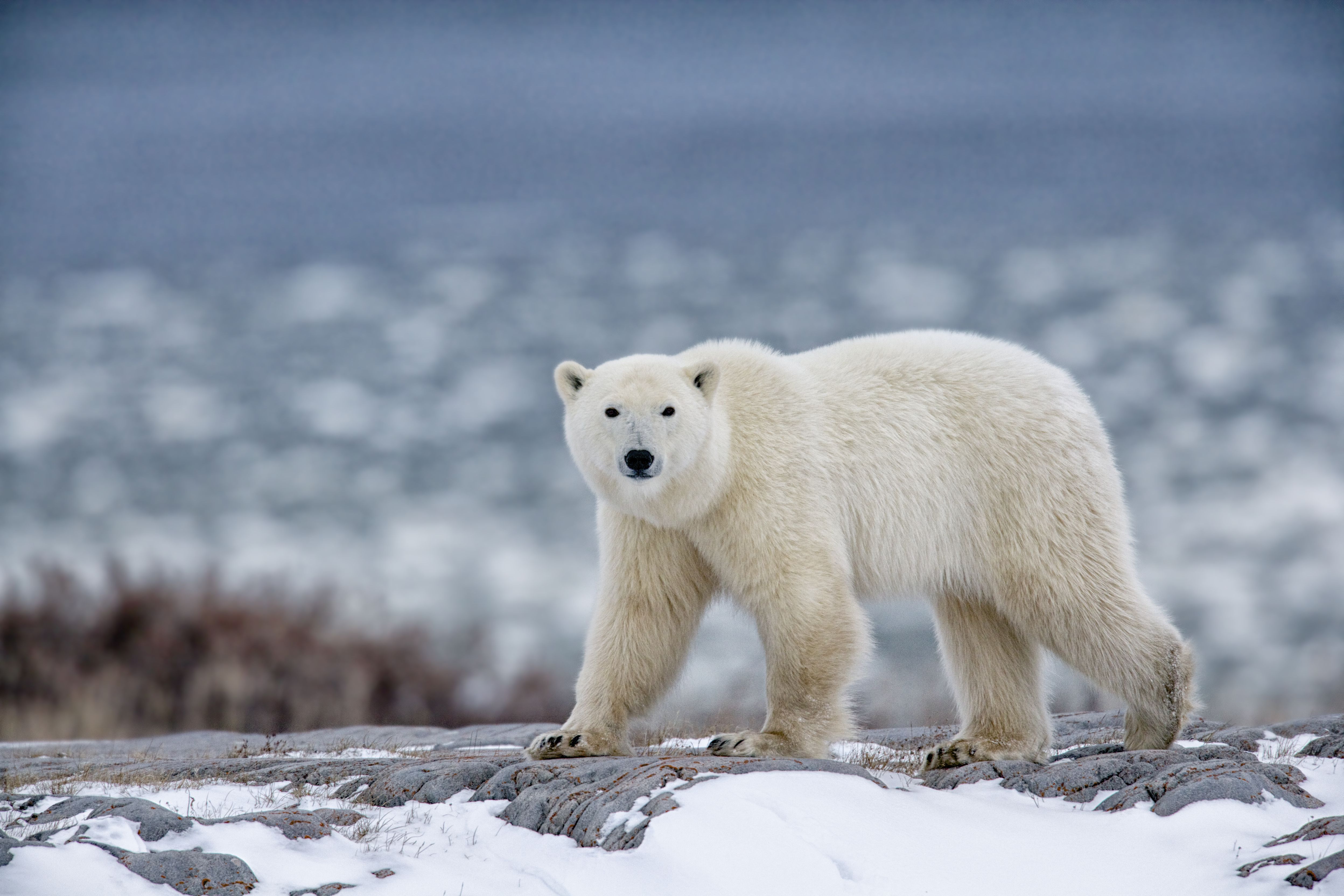 <p>Polar Bear</p>