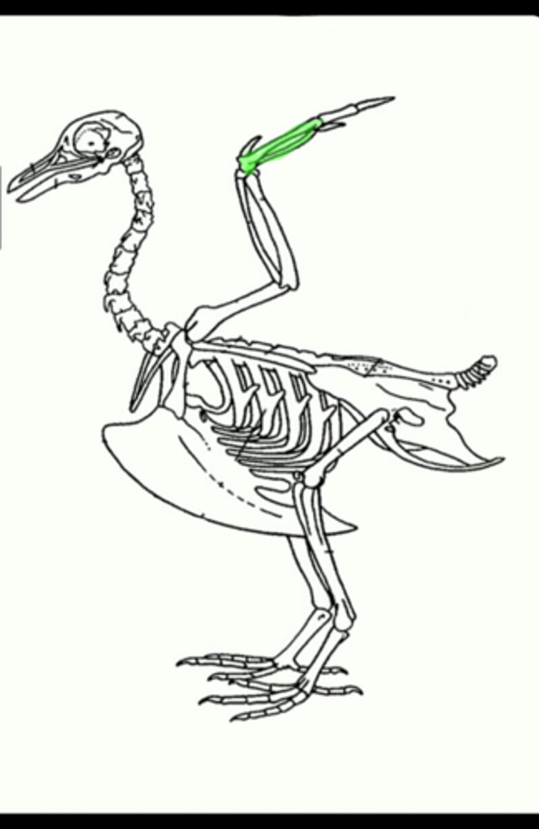 <p>this is a bone found in the hands of birds. It results from the fusion of the carpal and metacarpal bone</p>