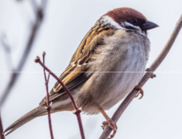 <p>Habitat: Trädgårdar, parker, bebyggelse. </p><p>Övrigt: Äter frön, insekter med mera. Förväxlas ofta med gråsparv men är mindre och har brun hjässa. Stannfågel. </p>