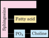 <p>1 fatty acid and PO4-alcohol bound by sphingosine</p>
