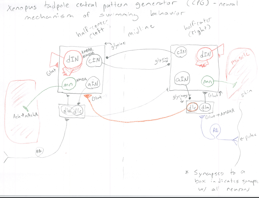 <p>(CPG) - Central pattern Generator, neural mechanism of swimming behavior</p>