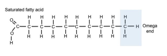 <p>have only single bonds between C atoms</p><p>contain maximum # of H atoms possible</p>
