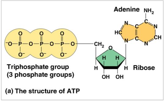 <p>Adenosine triphosphate (ATP)</p>
