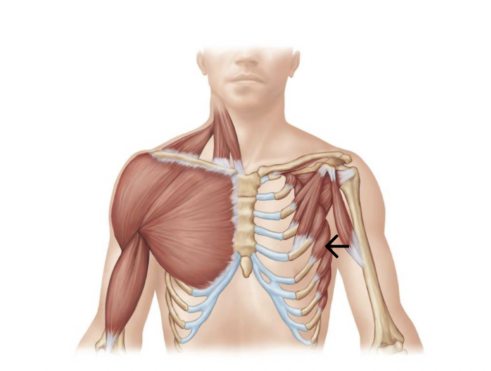 <p>ID muscle</p>