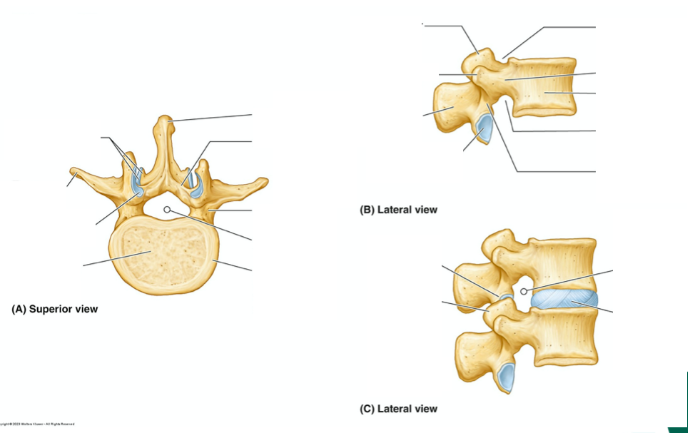 <ol><li><p>Body</p></li><li><p>Vertebral arc</p></li><li><p>Articular processes</p></li><li><p>Transverse processes </p></li><li><p>Spinous process </p></li><li><p>Pedicles </p></li><li><p>Laminae</p></li></ol><p></p>