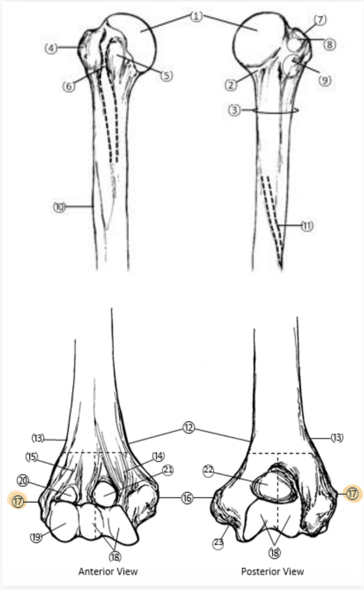 <p>On the Distal end of the Humerus, which part is highlighted (17)?</p>