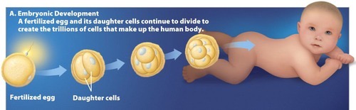<p>A phase where one fertilized egg cell and its daughter cells continuously divide to create trillions of cells.</p>