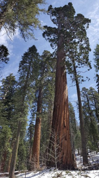 <p>Giant Sequoia</p>