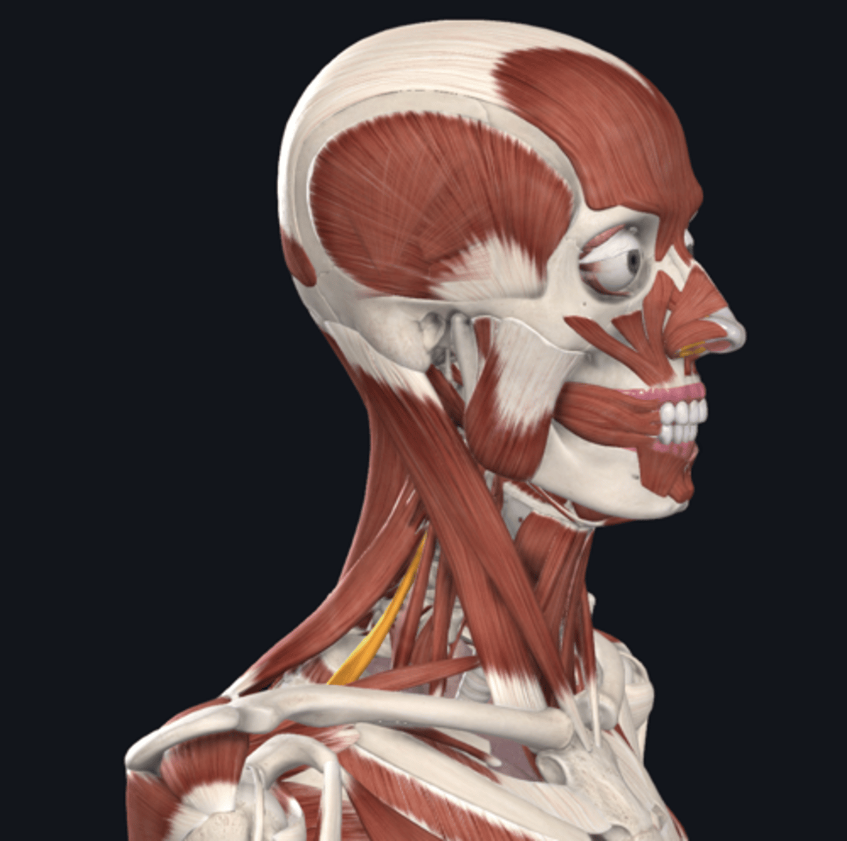 knowt flashcard image