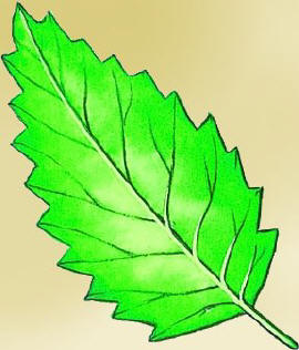 <p>describe the leaf margin</p>