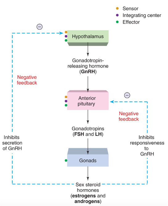 <p>feedback loop between hypothalamus, pituitary, and the sex organs = <strong>Reproduction Pathway</strong></p><p>→ H releases GnRH → P releases LH → reaches target gland: ovaries (females) /testes (male) → Stimulates estrogen/testosterone synthesis (<strong>reproduction</strong>)</p>