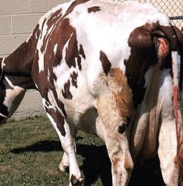 <p>give dexamethasone and PGF</p><p>-check every 12hrs after injection</p><p>-as soon as hand can be passed thru the cervix, puncture membranes to release fluid (but not too fast, as the cow can go into hypovolemic shock)</p><p>-continue exam and remove calf when possible</p>