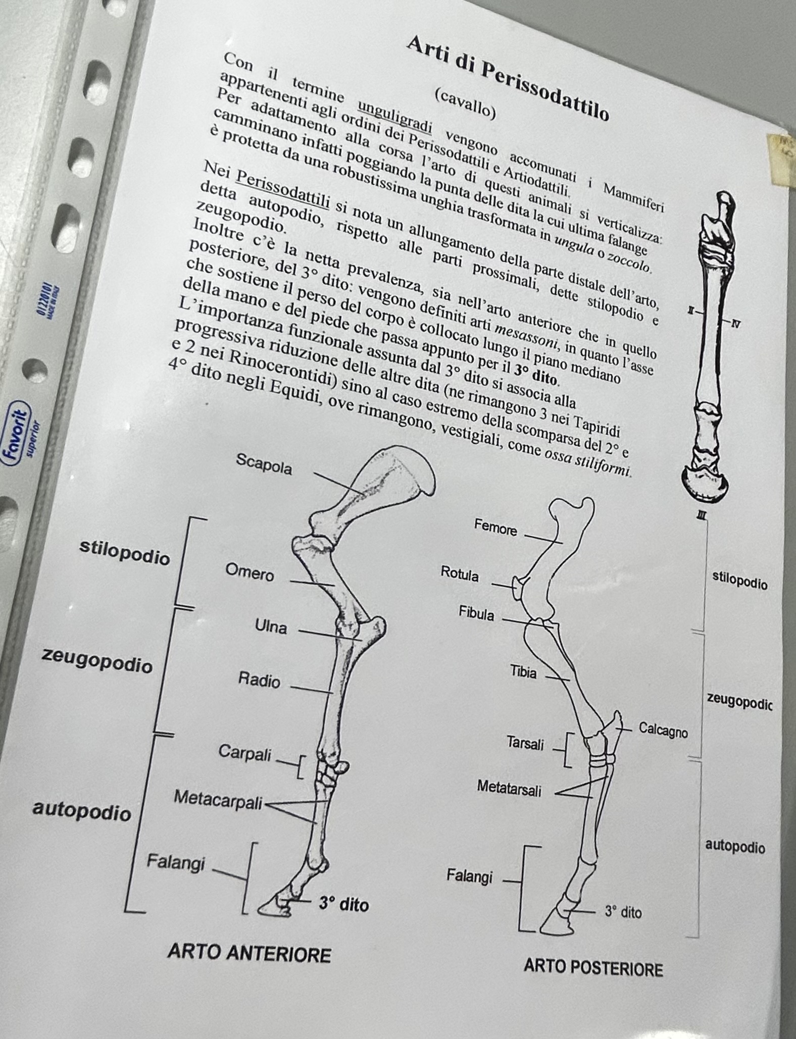 <p>Arto cavallo posteriore</p>