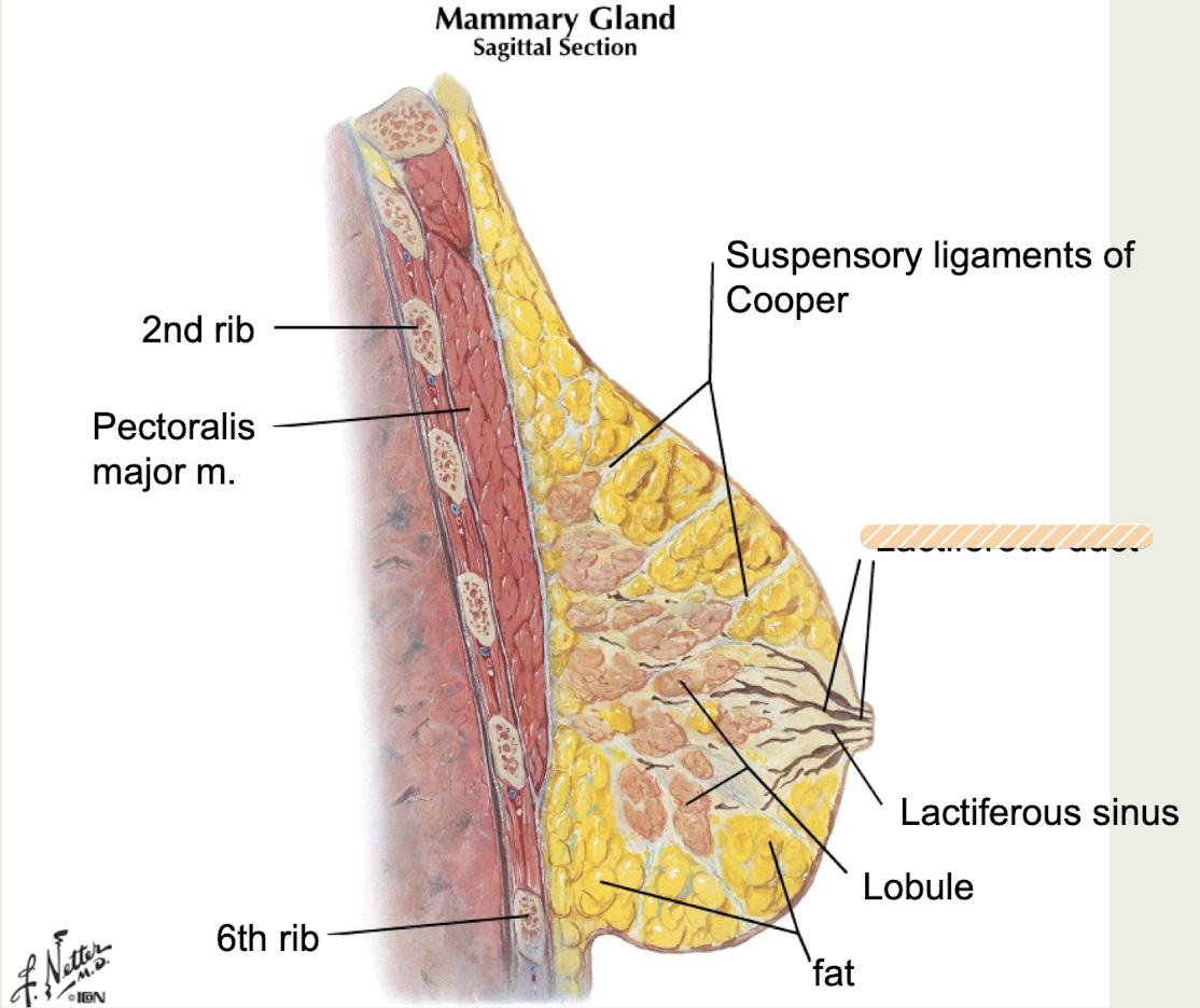 <p>largest ducts, drain lobules</p>