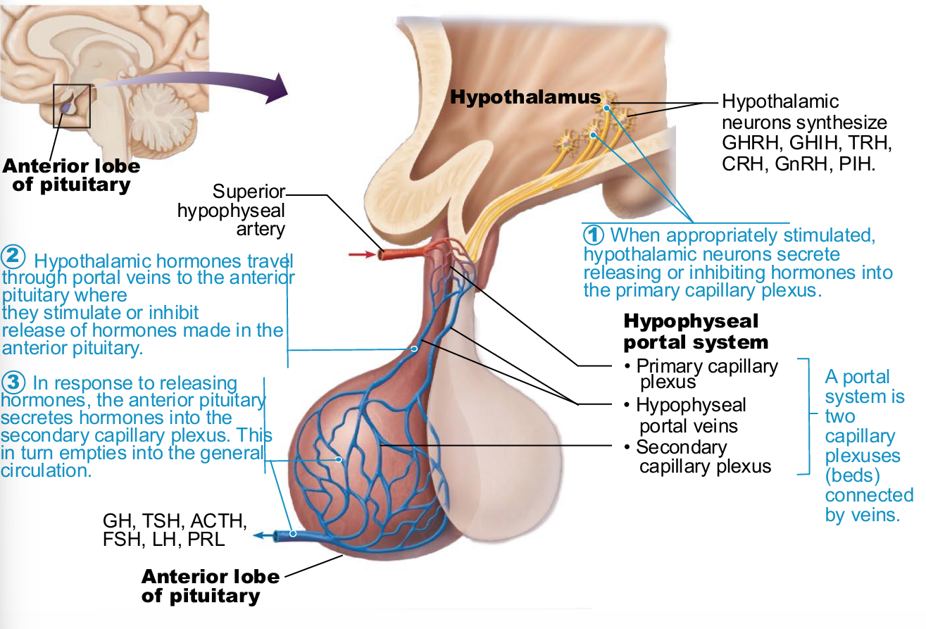<ul><li><p>Originates as outpocketing of oral mucosa</p></li><li><p>master endocrine gland in body</p></li><li><p>Vascular connection to hypothalamus</p><ul><li><p>Hypophyseal portal system</p><ul><li><p>Primary capillary plexus</p></li><li><p>Hypophyseal portal veins</p></li><li><p>Secondary capillary plexus</p></li><li><p><span style="background-color: transparent; font-size: 1.6rem;"><span>Carries releasing and inhibiting hormones to anterior&nbsp;</span></span>pituitary to regulate hormone secretion</p></li></ul></li></ul></li></ul><p></p>