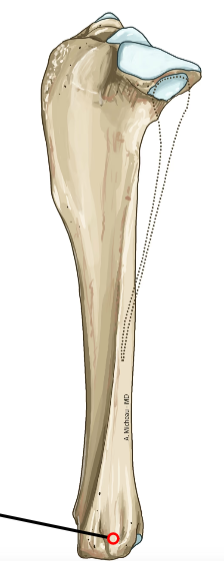 <p>Lateral groove distal; peroneal tendon passage.</p>