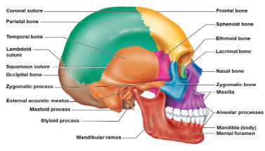 <p>Frontal bone, occipital bone, ethmoid bone, sphenoid bone, parietal bones (pair), temportal bones(pair).</p>