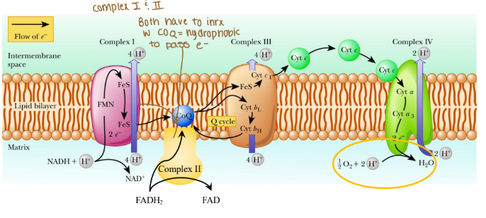 <p>How are the complexes in the ETC placed?</p>