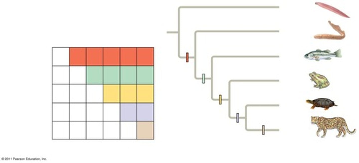 <p>Classification based on common descent.</p>