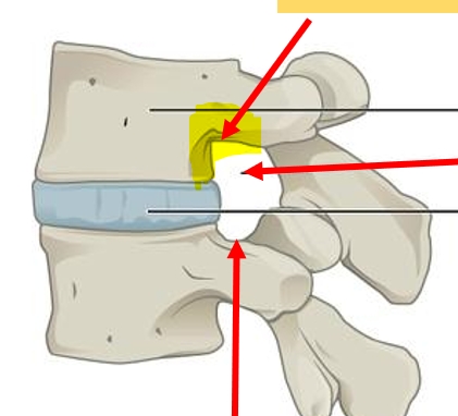 <p>What is the highlighted structure?</p>