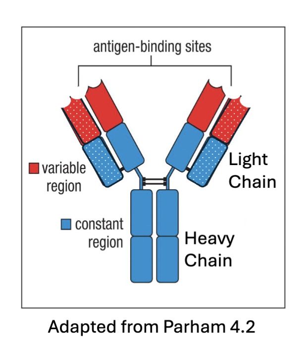 <ol><li><p><span>polypeptides – combination of 2 </span><strong><span>heavy</span></strong><span> chains and 2 </span><strong><span>light</span></strong><span> chains linked together</span></p></li><li><p><strong><span>Variable</span></strong><span> regions – recognize antigens</span></p></li><li><p><span>Heavy chain </span><strong><span>constant</span></strong><span> region – determines function of the antibody</span></p></li><li><p><span>Different classes of immunoglobulin (antibodies) are expressed depending on activation and development of the B cell</span></p></li></ol><p></p>