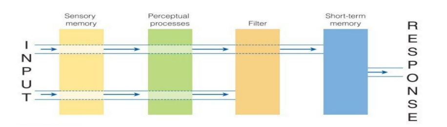 <ul><li><p>late selection theory</p></li><li><p>Information is processed completely (including physical and semantic proporties)</p></li><li><p>THE BOTTLENECK APPEARS AFTER PERCEPTUAL PROCESSES</p></li><li><p>The bottleneck (capacity limitation) is in the response system, not the perceptual system</p><ul><li><p>AKA we can only respond to one type of information at a time</p></li></ul></li></ul>