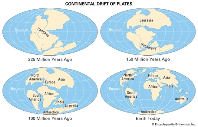 <ul><li><p>southern half of Pangaea supercontinent along with northern half - Laurasia</p></li><li><p>final formation occurred ~ 500 mil years ago</p></li><li><p>joined now Africa, India, Madagascar, Australia and Antarctica</p></li><li><p>multicellular organisms had evolved - primitive</p></li><li><p>genetic similarities indicating shared ancestry exist in flora today</p></li></ul>