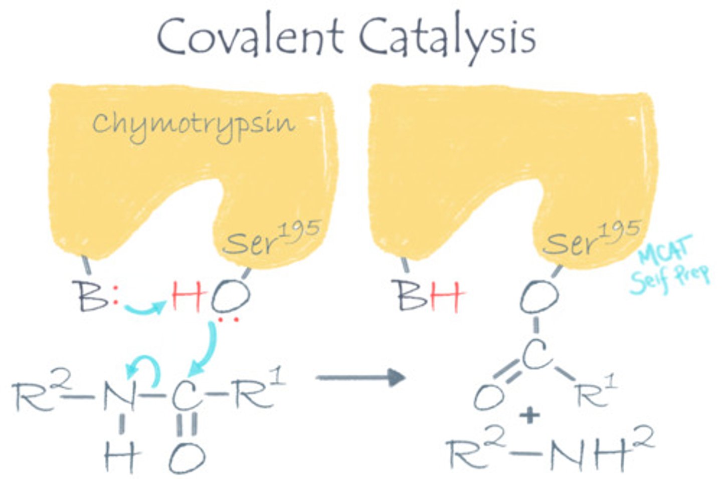 <p>(C) Covalent Catalysis</p><p>A covalent catalysis would help this reaction go faster because the enzyme can act as an electron carrier (electron sink) by covalently binding to its target molecule, thus helping with the transfer of electrons.</p>
