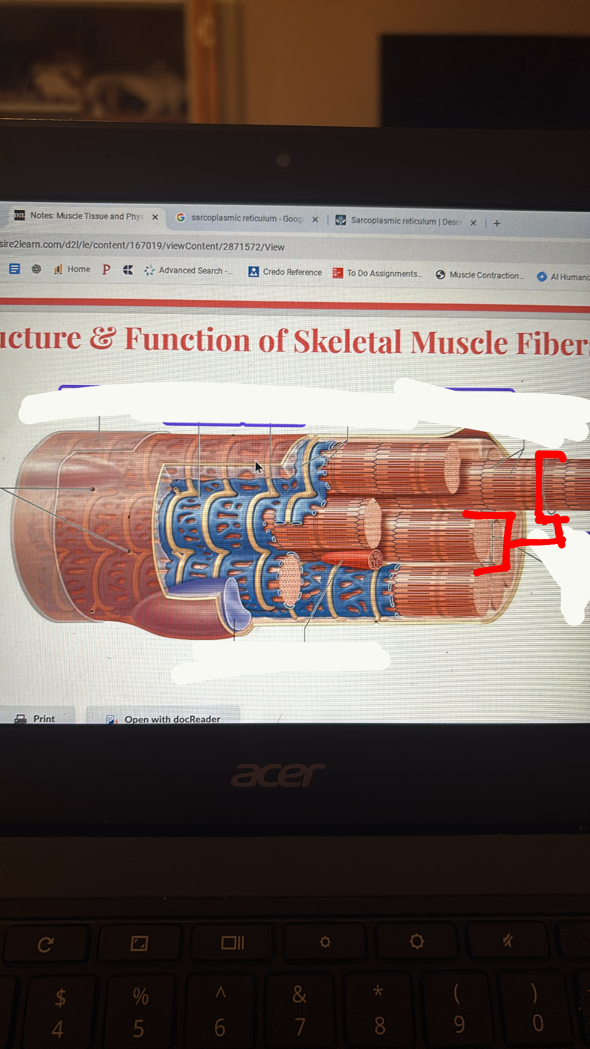 <p>the tubes made of a bunch of sarcomeres that allows for contraction/relaxation of the muscle</p>