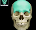 <p>bone that forms the forehead</p>