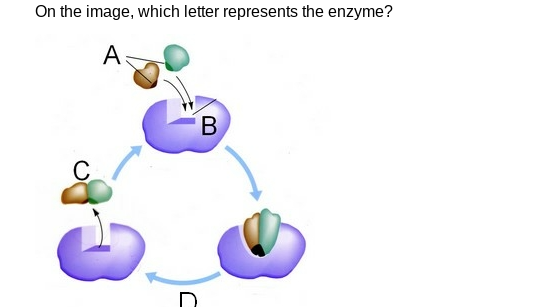 <p>On the image, which letter represents the enzyme?</p>