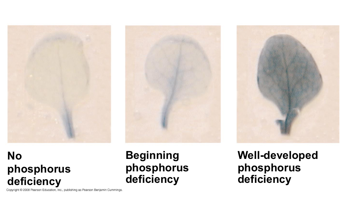 <p>What does a blue tinge in a plant cell indicate?</p>