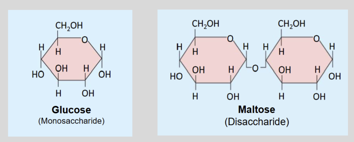 <ul><li><p>Monosaccharides</p><ul><li><p>Glucose</p></li><li><p>Fructose</p></li><li><p>Broken down into ATP</p></li></ul></li><li><p>Dissasachdries</p><ul><li><p>Sucrose </p></li><li><p>Maltose</p></li><li><p>Luctrose</p></li></ul></li></ul><p></p>
