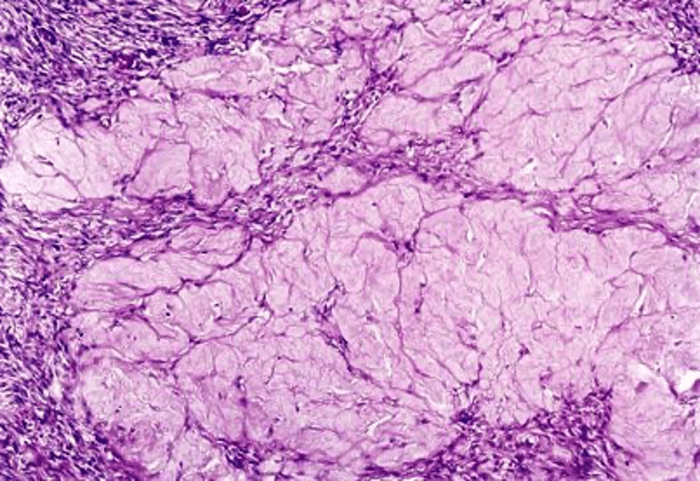 <p>ID the ovarian cell stage:</p>
