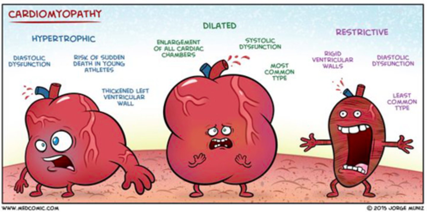 <p>dilated, hypertrophic, restrictive</p>