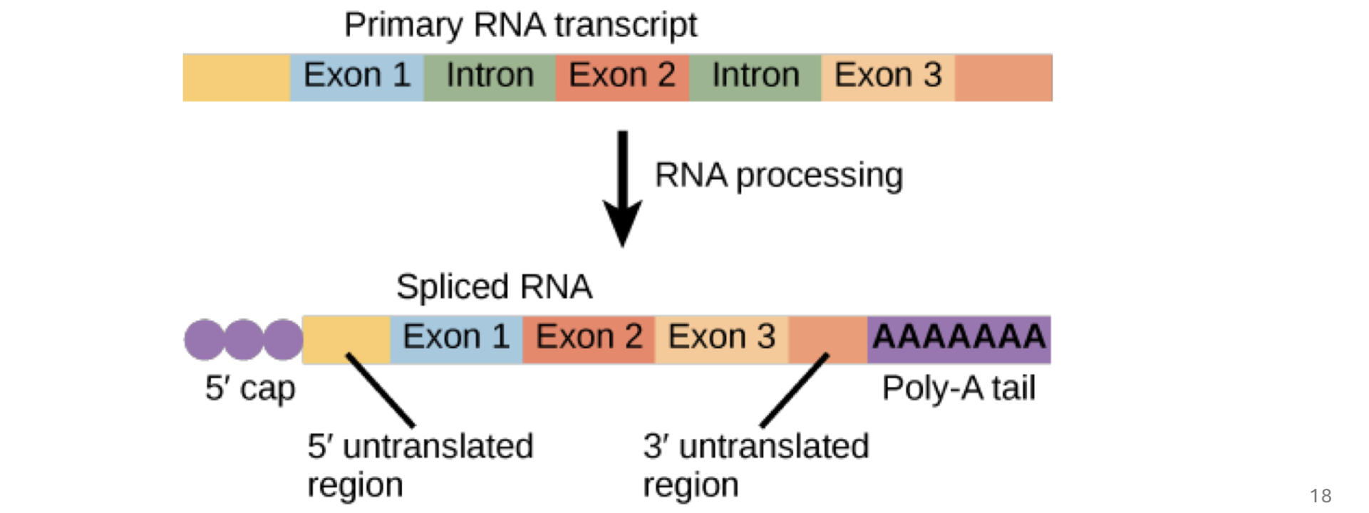 <p>sequences dfound in a gene’s dna but NOT in the mature mRNA → they’re removed from the primary transcript through splicing </p>