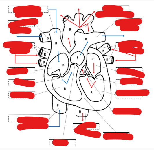 <p>Label the diagram of a heart. (Yes/No)</p>