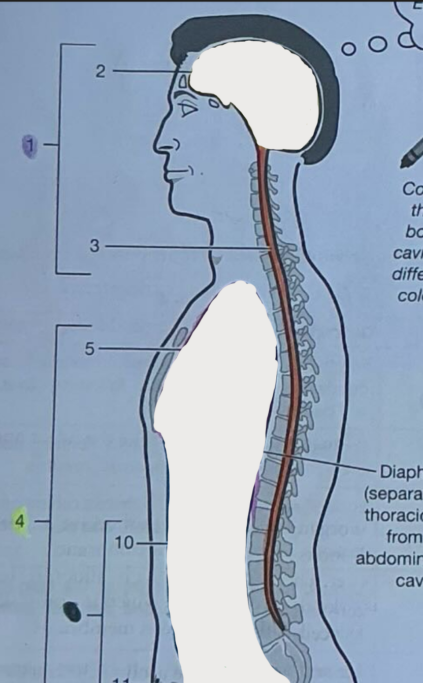 <p>Contains the vertebrae</p>