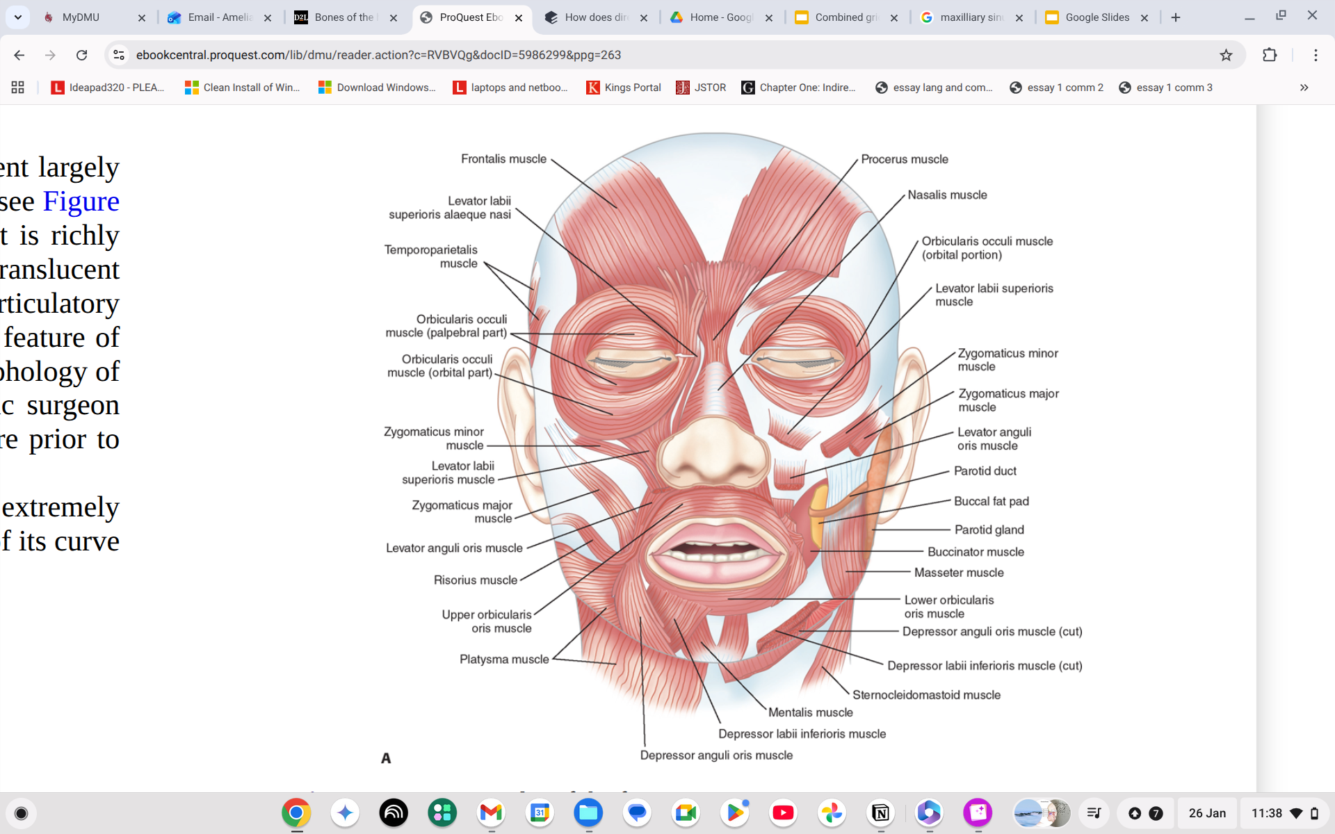 <p><span style="background-color: transparent;"><span>Where is the Orbicularis oris?</span></span></p>