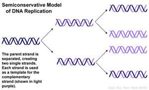 Semi-conservative means that each new copy of DNA consists half of parental DNA and half of a newly synthesized strand of DNA.
(each of the DNA molecules produced contains one old strand and one new strand)
