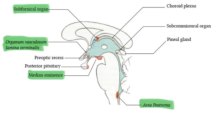<p>-CVOs(circumventricular organs); NO!</p><p>-anterior wall of the 3rd ventricle</p><p>-osmosensory neurons</p>