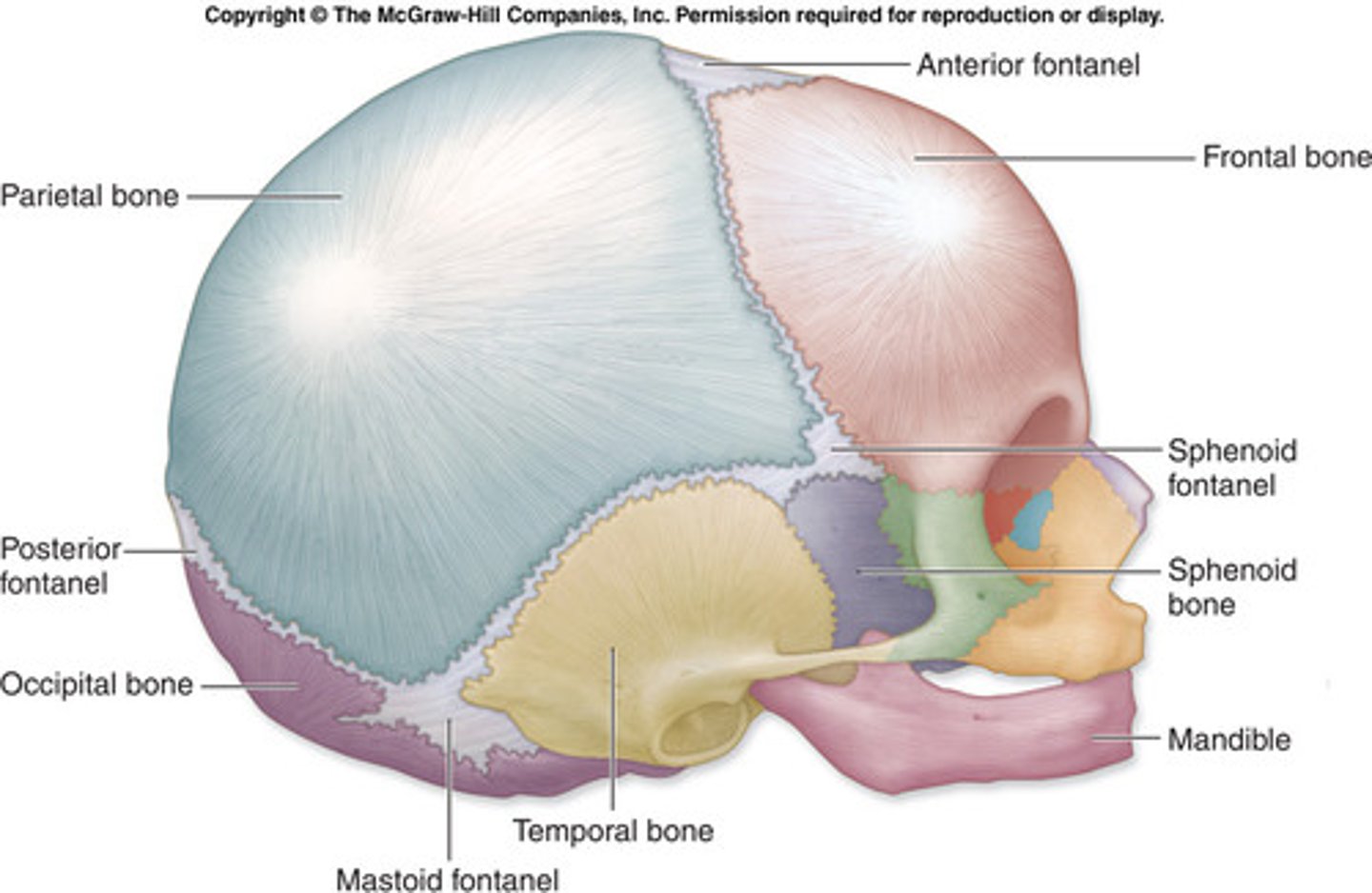 <p>Anterior fontanelle, diamond</p><p>Posterior fontanelle, triangle</p><p>Frontal, parietal, occipital, temporal bones</p>