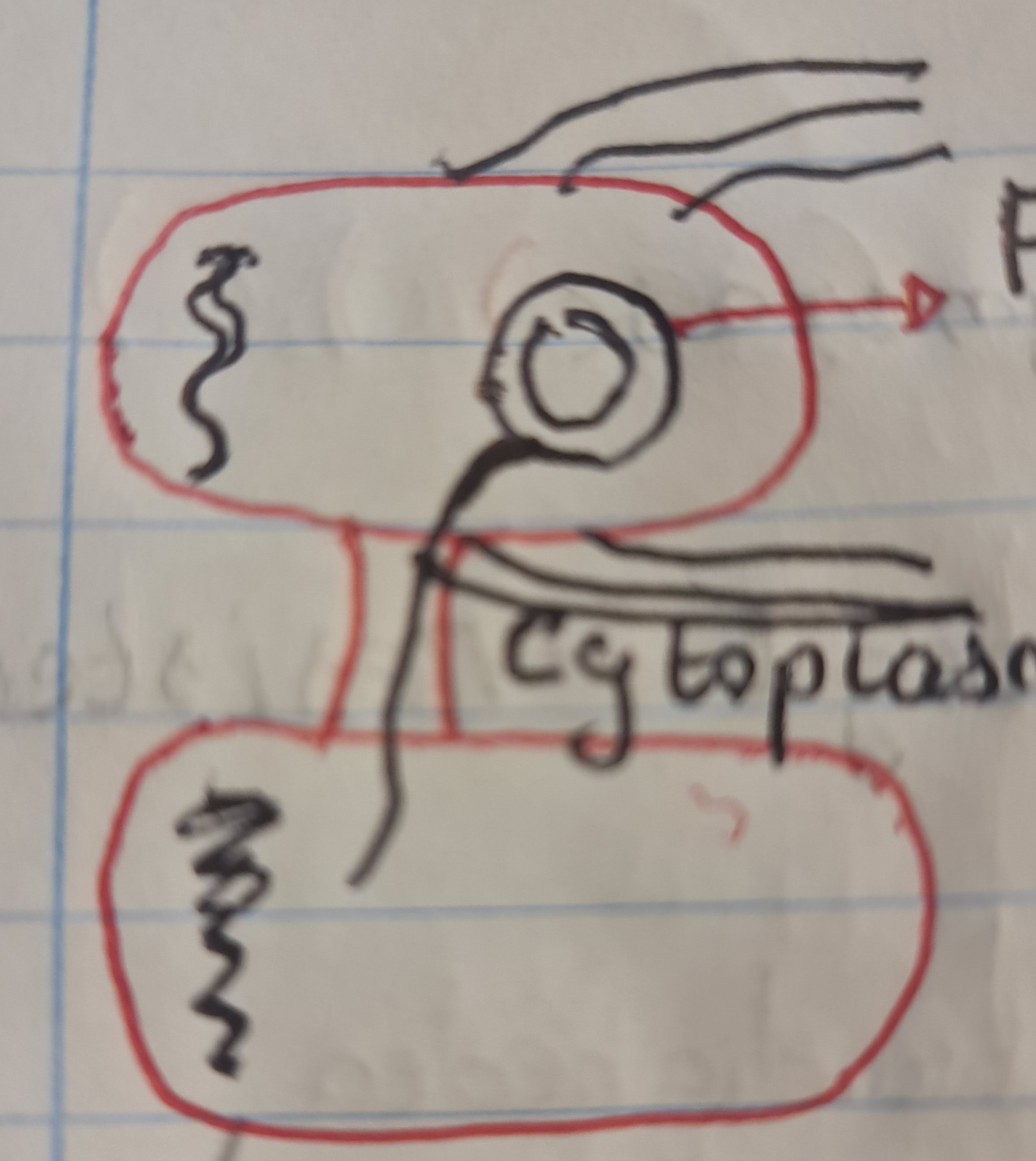 <p>fplasmide is nodig voor de start van conjugatie, die zorgt voor aanmaak van pili wat draadachtige structuren zijn voor contact met andere bacterie) die maakt een cytoplasmatische brug mbv een sex pili waardoor je reisistentie snel kan doorgeven aan bestaande bacteriËn zonder fplasmide. De plasmide word doorgegeven maar als de FTplasmide geïntegreerd in het genoom is kunnen grote delen van het genoom worden doorgegeven.</p><p>toep: hiermee is het neisseriagenorrhoeae resistentie tegen penecilline snel doorgegeven worden waardoor 1/3 patiënten hiervoor resistent zijn.</p>