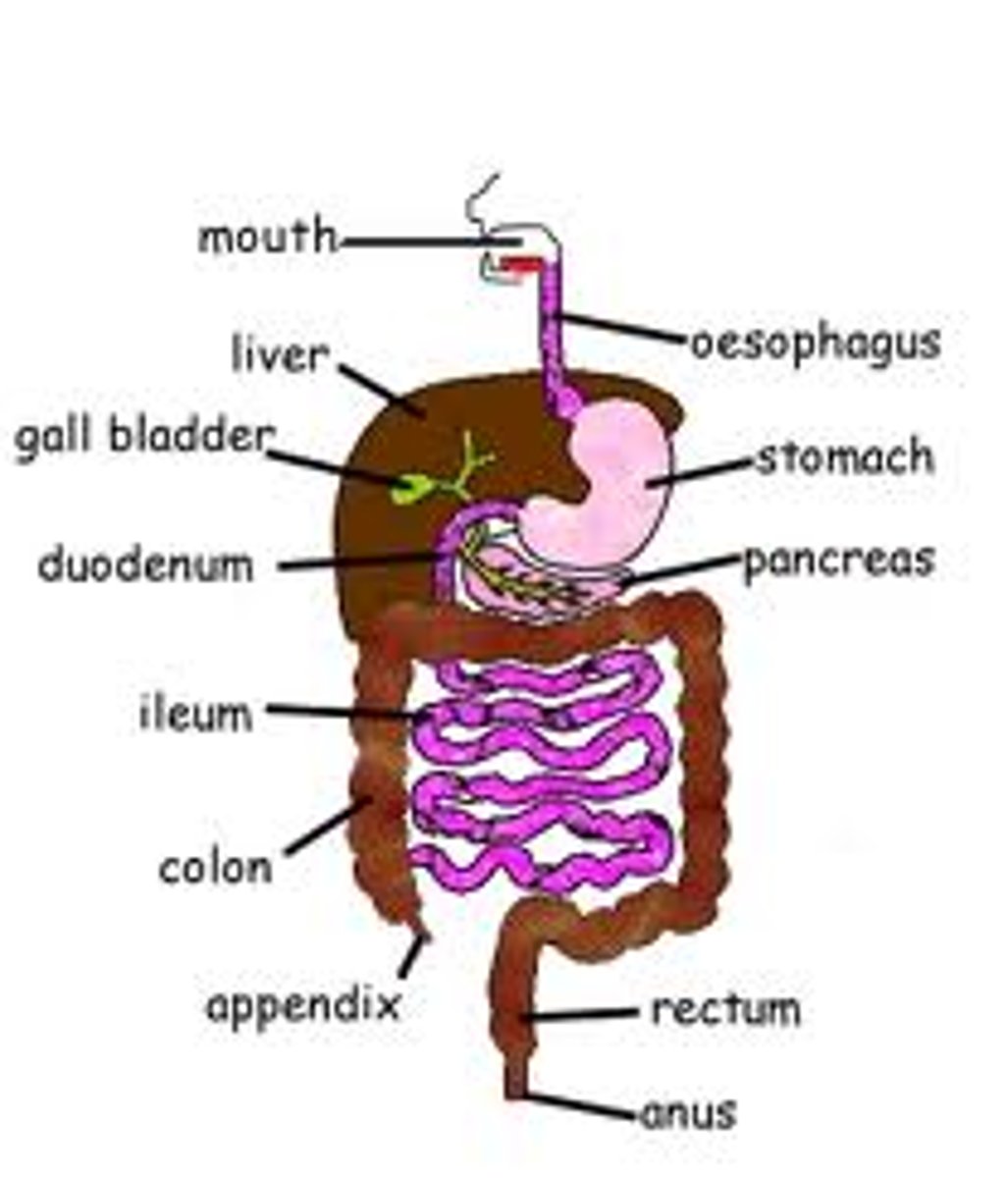 <p>passage from where food travels from the mouth to the anus. Includes esophagus, stomach and intestines</p>