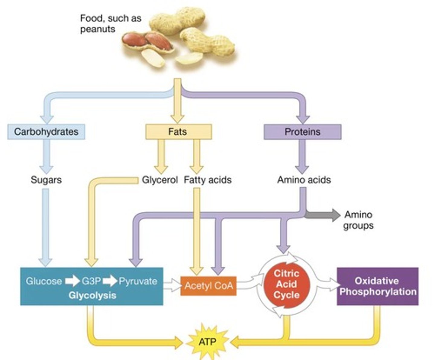 <p>Glucose is broken down through glycolysis, the Krebs cycle, and the electron transport chain, releasing energy.</p>